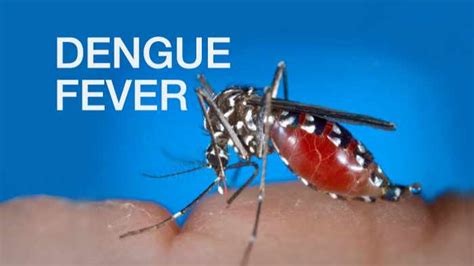 Dengue Fever: What You Need to Know - Mayo Clinic News Network