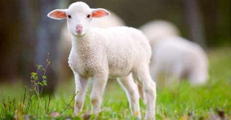 What’s a Baby Sheep Called + 5 More Amazing Facts! - A-Z Animals