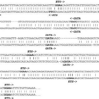 Conserved intergenic regions sequences. Downstream intergenic ...