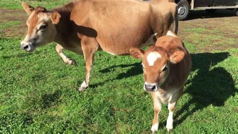 Jersey Cows by Devaraj Dairy Farms, Jersey Cows from Erode Tamil Nadu ...