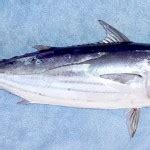 Skipjack Tuna: Facts, Characteristics, Habitat and More - Animal Place