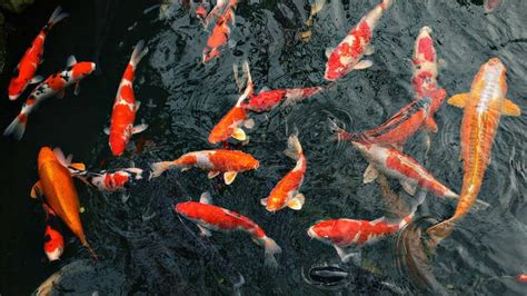 Best Rated Koi Food for Growth & Color in 2024 • (REVIEWS)