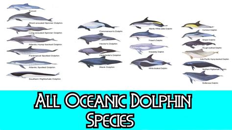 All Oceanic Dolphin Species - Species List - YouTube