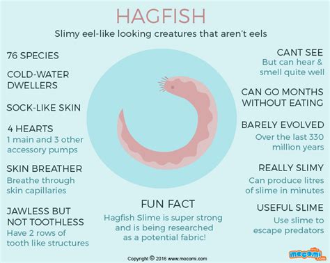 Hagfish Facts and Information - Gifographic for Kids | Mocomi