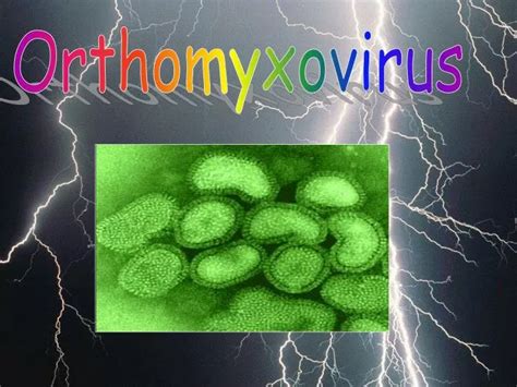 PPT - Orthomyxovirus PowerPoint Presentation, free download - ID:5589665