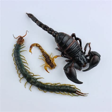 Bag of Edible Venomous Arachnids, scorpions and centipedes you can eat ...