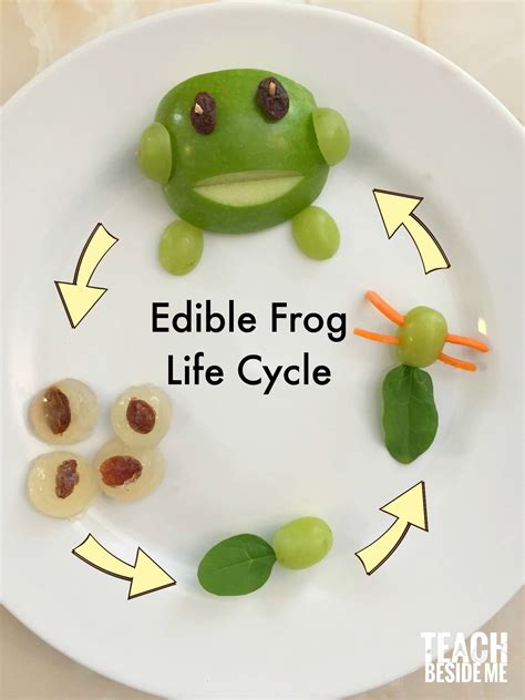 Edible Frog Life Cycle Snack - Teach Beside Me