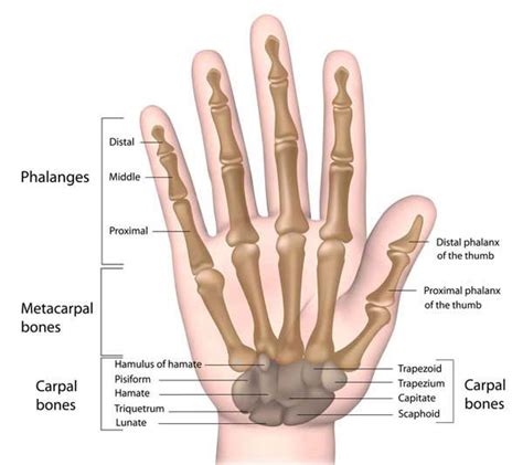 Hand Bones Anatomy