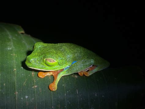 A Colorful Camouflage | Wild View