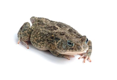 Frog Bufo bufo stock photo. Image of amphibian, cinereus - 18196344