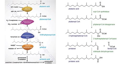 Alpha Oxidation: Location, Pathway, Steps, Significance