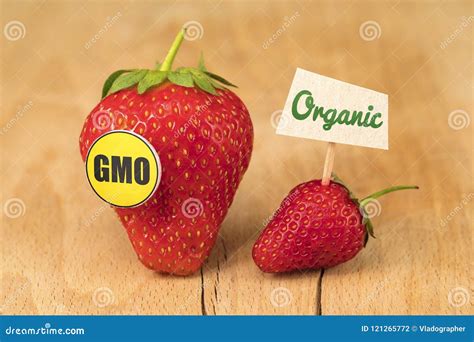 GMO and Organic Strawberry stock photo. Image of ecology - 121265772