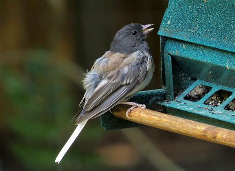 Dark-eyed Junco - molting, and missing all but white tail-feathers ...