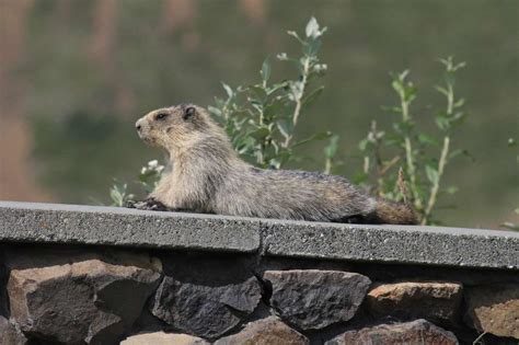 Hoary Marmot (U.S. National Park Service)