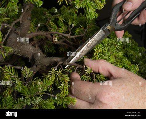 Trimming and shaping a bonsai hi-res stock photography and images - Alamy