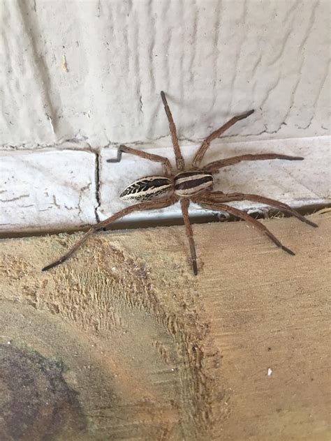 Huge wolf spider. (Central Texas hill country) : r/spiders