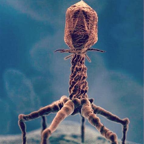 Real image of T4 Bacteriophage via electron microscope. Bacteriophage ...