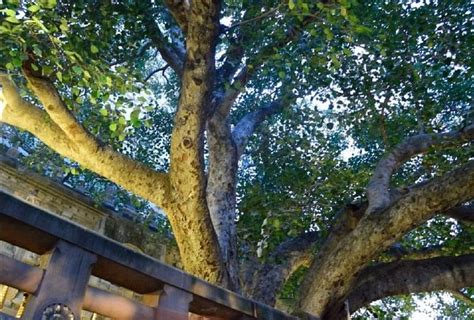 History Of Bodhi Tree The Ancient Sacred Tree In Bodh Gaya - जिस पेड़ ...