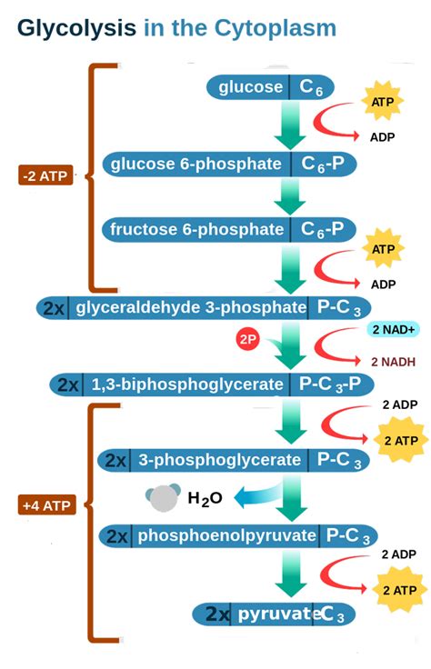 [DIAGRAM] Enzymatic Diagram Of Glycolysis - MYDIAGRAM.ONLINE