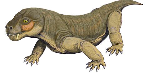 Euchambersia : Early Mammal Relative Was the Oldest Venomous Animal on ...