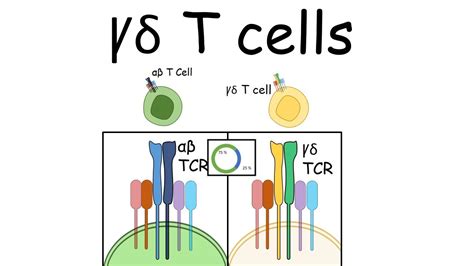 Gamma Delta Car T Cells