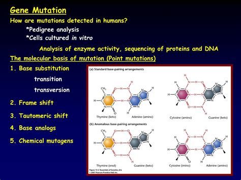 PPT - Gene Mutation PowerPoint Presentation, free download - ID:2951041