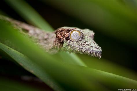 Leaf-tailed Gecko | Will Burrard-Lucas