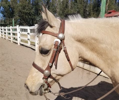 All I Have Left is a Forelock and a Tail | SLO Horse News