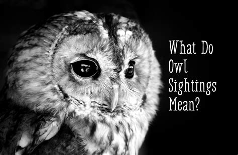 Owl Symbolism: What Does It Mean When You See an Owl? - Exemplore