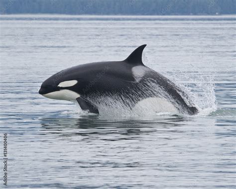 Breaching Orca, Alaska Stock Photo | Adobe Stock