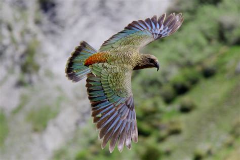 10 Fun Facts About Kakapo | World's Facts