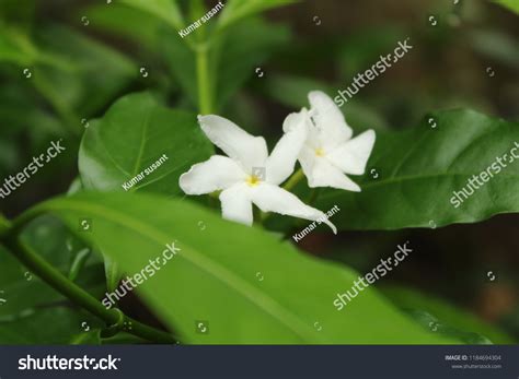 Beautiful Crape Jasmine Wallpaper Stock Photo 1184694304 | Shutterstock