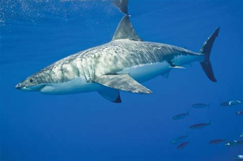 White shark | Size, Diet, Habitat, Teeth, Attacks, & Facts | Britannica