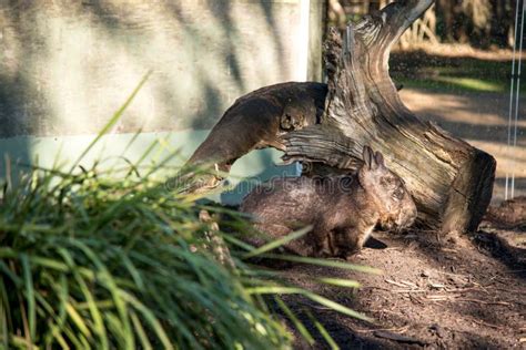 Australian Wombat in Conservation Park Stock Photo - Image of common ...