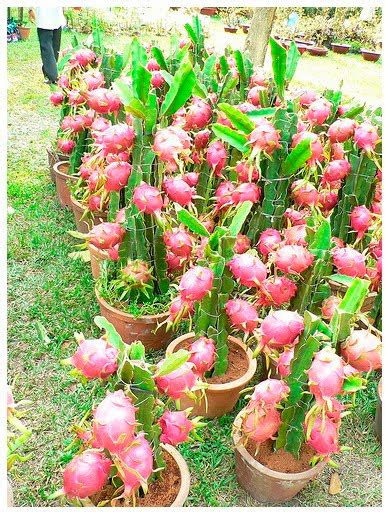 sayur-buah-sehat: buah naga dalam pot