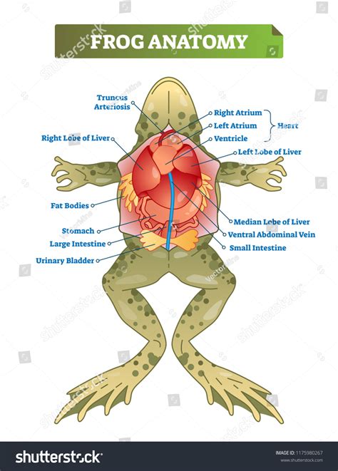 Frog Anatomy Labeled Vector Illustration Scheme: เวกเตอร์สต็อก (ปลอดค่า ...