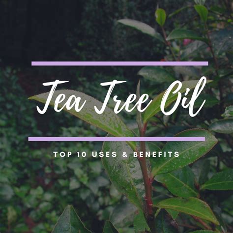 Top 10 Tea Tree Oil Uses and Benefits | The Oil Family