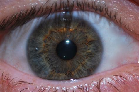 File:Hazel Eye -2.JPG - Wikipedia, the free encyclopedia