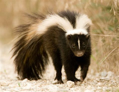 Striped Skunk | MDC Discover Nature