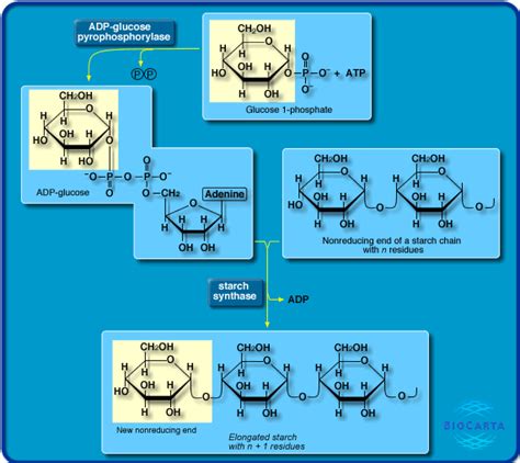 World of Biochemistry (blog about biochemistry): January 2012