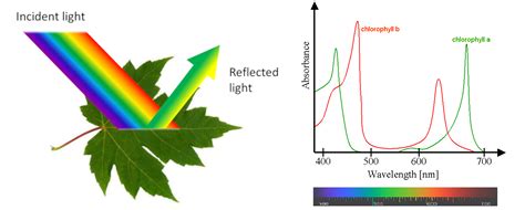 Wavelength Of Light Photosynthesis