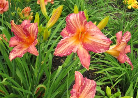 PETAL PUSHER DAYLILIES - PINK STRIPES