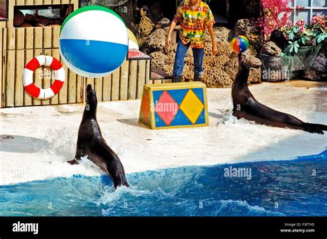 Two sea lion playing wit balls at dolphin show Safari world Bangkok ...