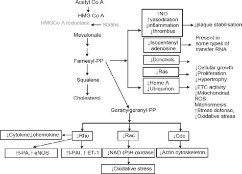 of pleiotropic effects due to statins | Download Scientific Diagram