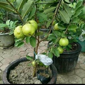 Jual Pohon Jambu Kristal Tanaman Jambu Kristal Cangkokan - Kab. Bogor ...