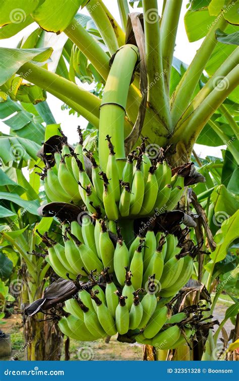 Banana Tree With Fruit Royalty Free Stock Photos - Image: 32351328