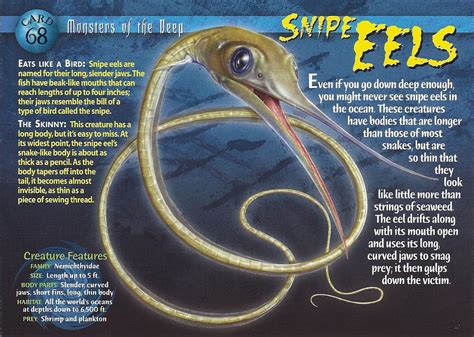 Snipe Eel | Wild creatures, Animal facts, Weird creatures