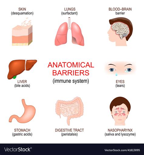 Anatomical barriers innate immune system Vector Image