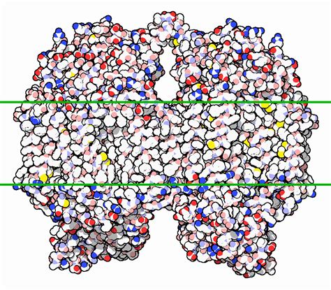 Cytochrome C Oxidase