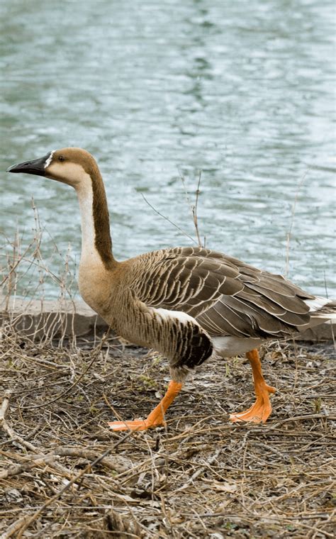 Swan Goose | Lincoln Park Zoo